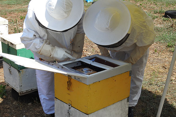 Επαγγελματίες μελισσοκόμοι εφαρμόζουν τα προϊόντα μας